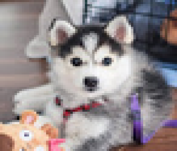 user image